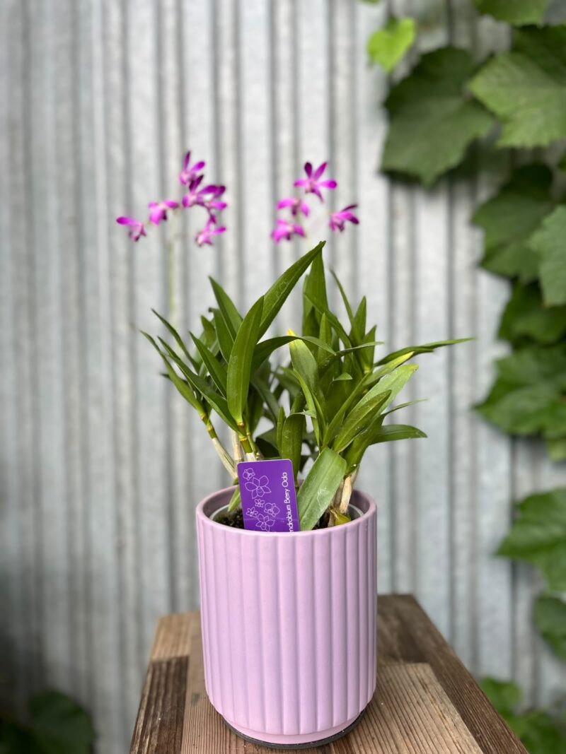 Dendrobium ‘Berry Oda’ | Storczyk