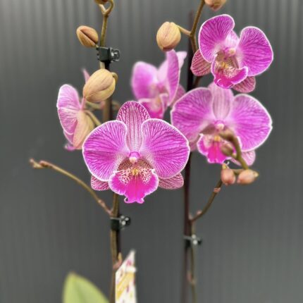 Phalaenopsis Royal Smile | Storczyk przekwitnięty