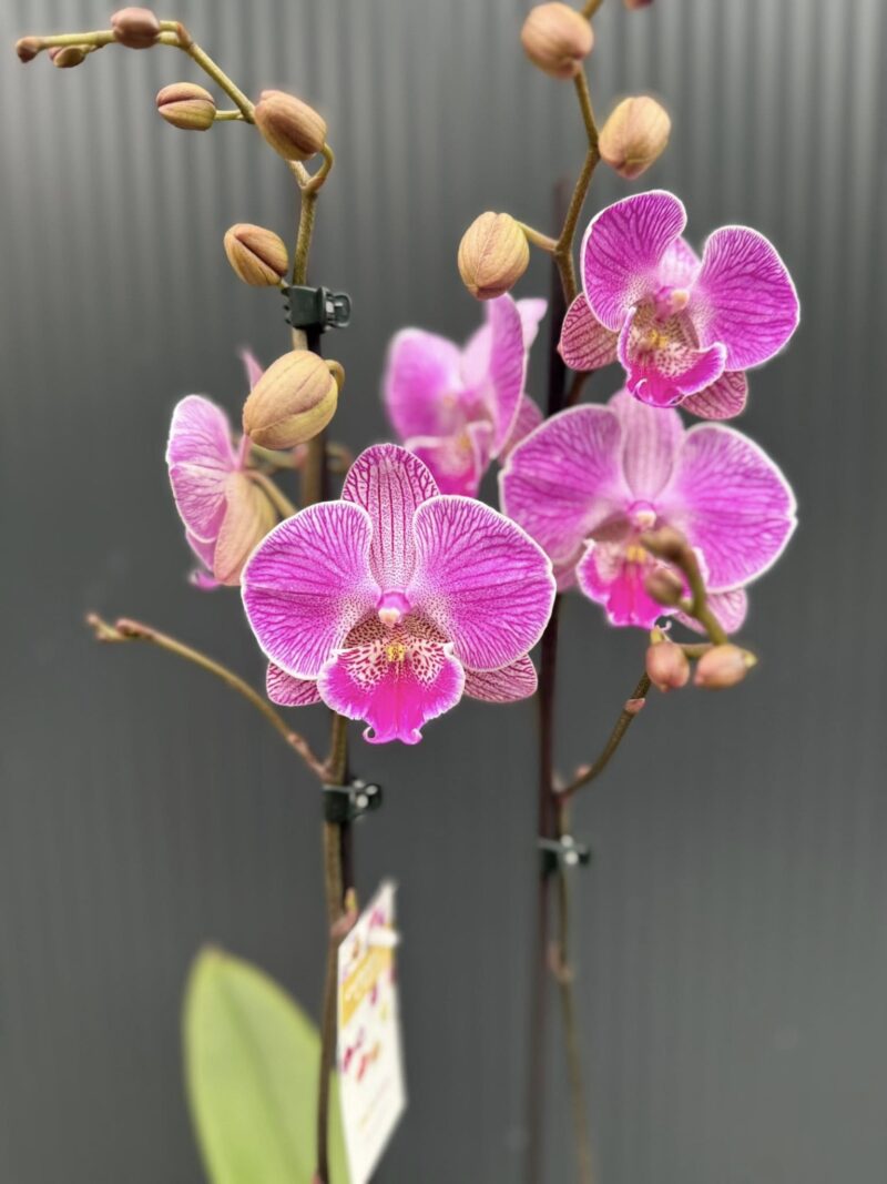 Phalaenopsis Royal Smile | Storczyk przekwitnięty Phalaenopsis Royal Smile | Storczyk przekwitnięty