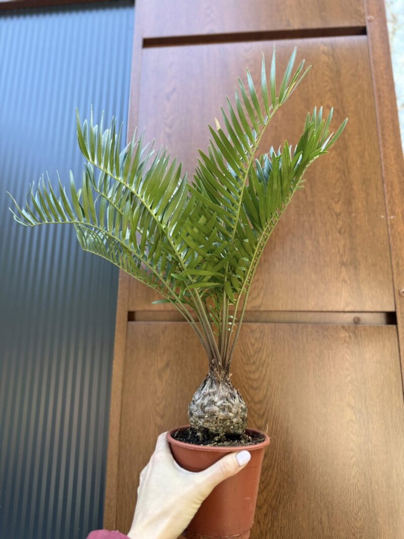 Zamia | Sagowiec