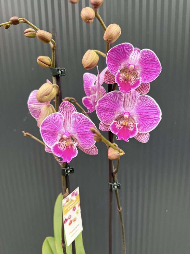 Phalaenopsis Royal Smile | Storczyk przekwitnięty