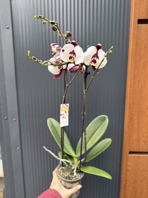 Phalaenopsis Polka Dot | Storczyk przekwitnięty