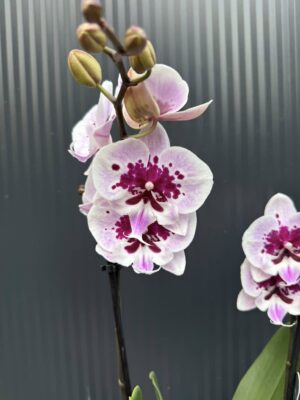 Phalaenopsis Lioulin Hot Lip | Storczyk przekwita