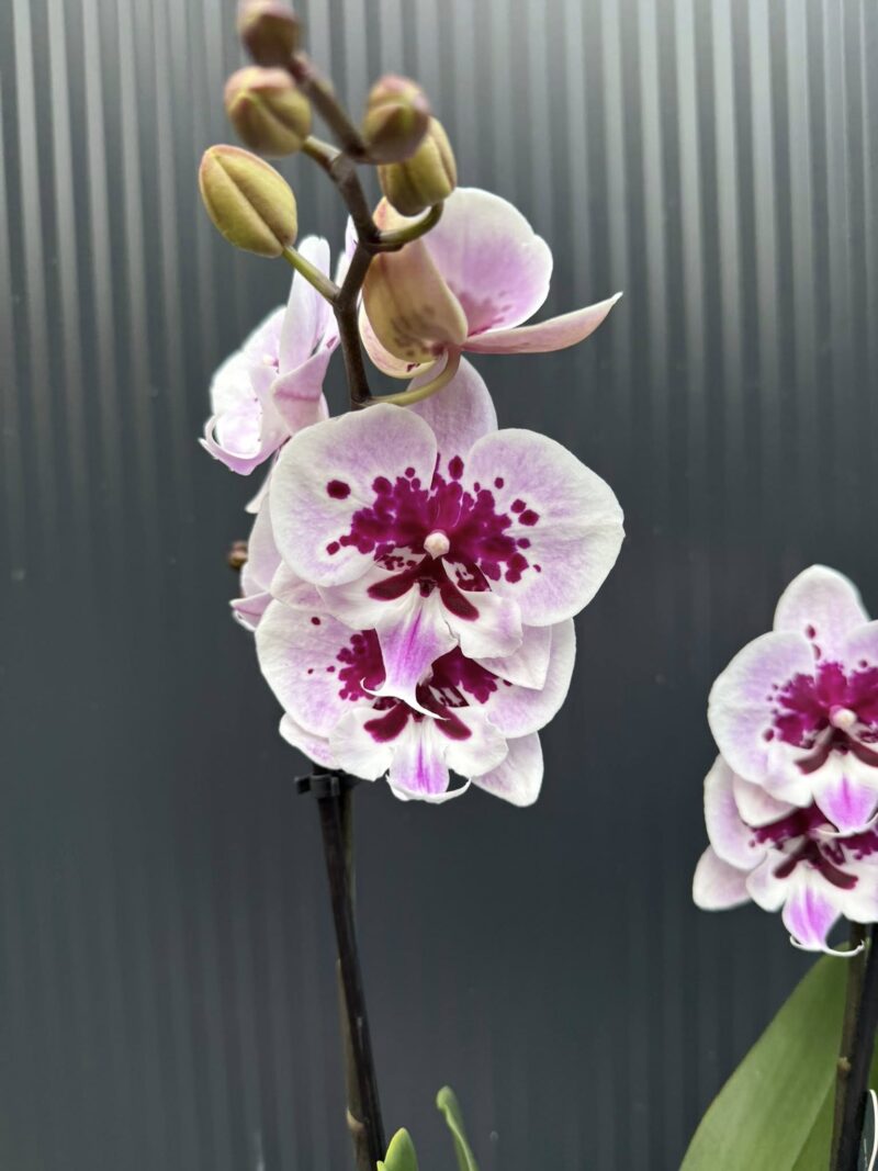 Phalaenopsis Lioulin Hot Lip | Storczyk przekwita