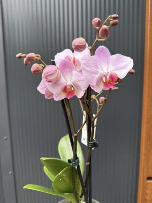 Phalaenopsis ‘Candy’ | Storczyk przekwitnięty