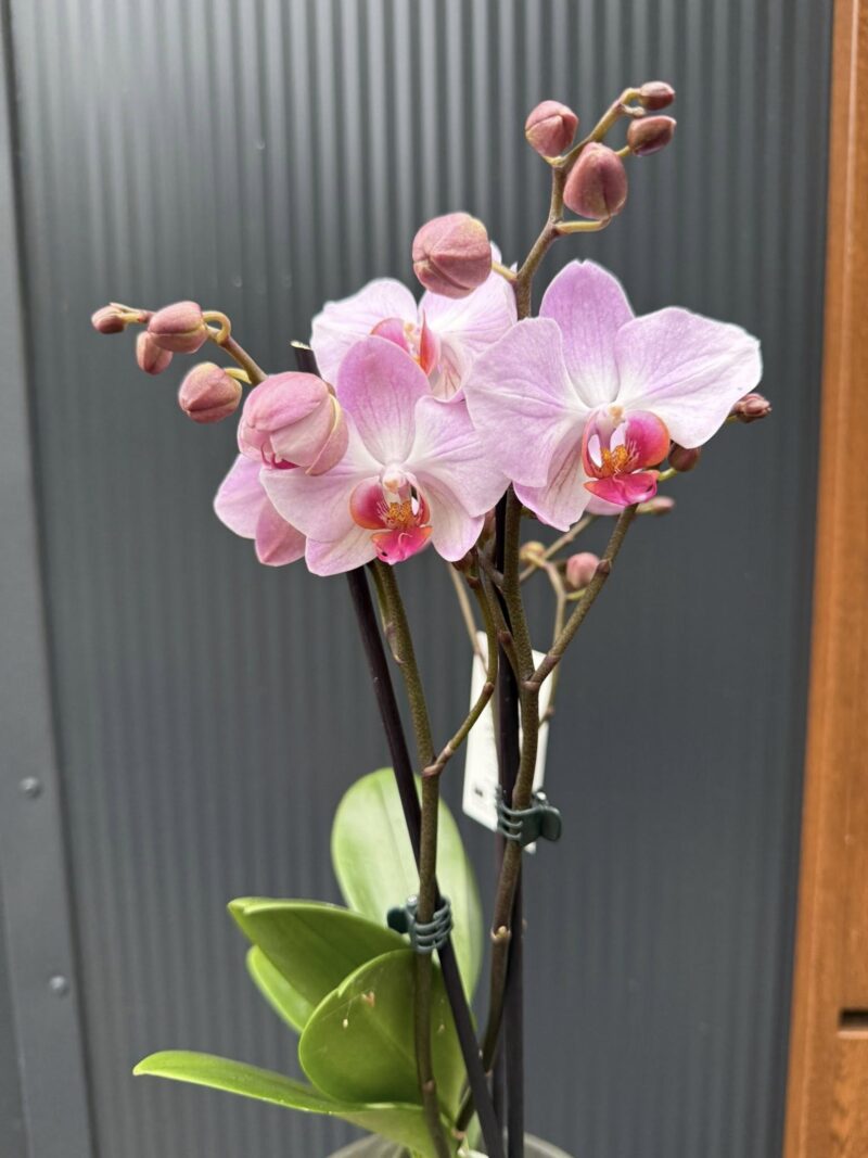 Phalaenopsis ‘Candy’ | Storczyk przekwitnięty