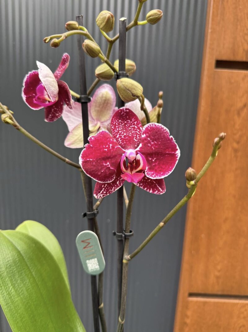 Phalaenopsis Education | Storczyk Phalaenopsis Education | Storczyk