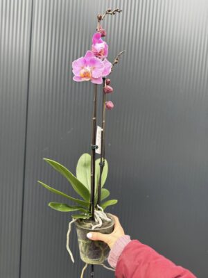 Phalaenopsis Cadillac Peloric | Storczyk przekwitający