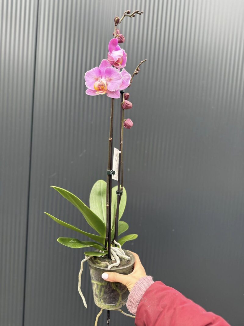 Phalaenopsis Cadillac Peloric | Storczyk przekwitający
