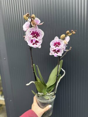Phalaenopsis Lioulin Hot Lip | Storczyk przekwita