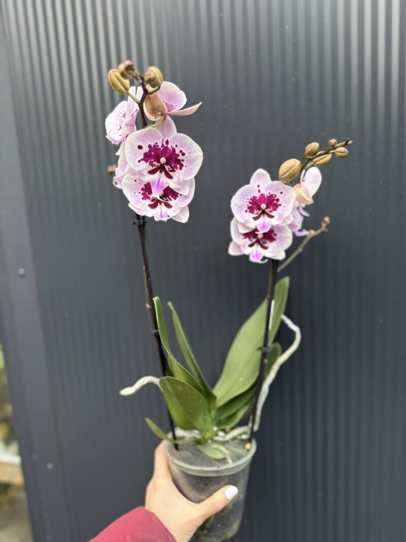 Phalaenopsis Lioulin Hot Lip | Storczyk przekwita