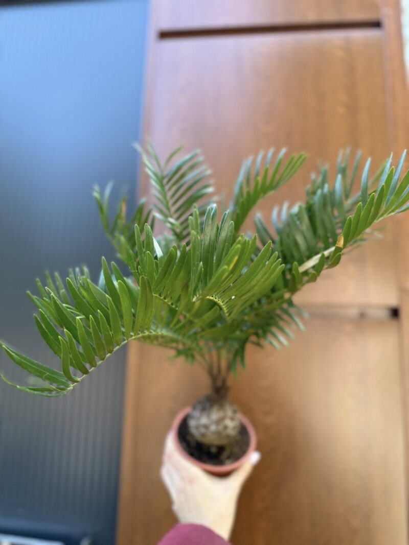 Zamia | Sagowiec
