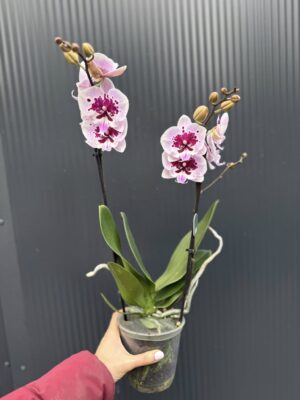 Phalaenopsis Lioulin Hot Lip | Storczyk przekwita