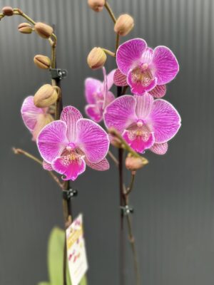 Phalaenopsis Royal Smile | Storczyk przekwitnięty