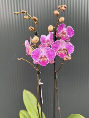 Phalaenopsis Royal Smile | Storczyk przekwitnięty