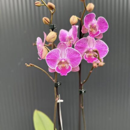 Phalaenopsis Royal Smile | Storczyk przekwitnięty