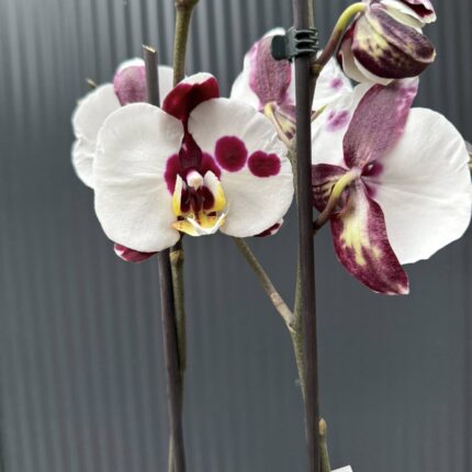 Phalaenopsis Polka Dot | Storczyk przekwitnięty