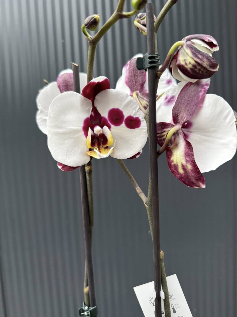 Phalaenopsis Polka Dot | Storczyk przekwitnięty Phalaenopsis Polka Dot | Storczyk przekwitnięty