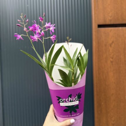 Dendrobium ‘Berry Oda’ | Storczyk