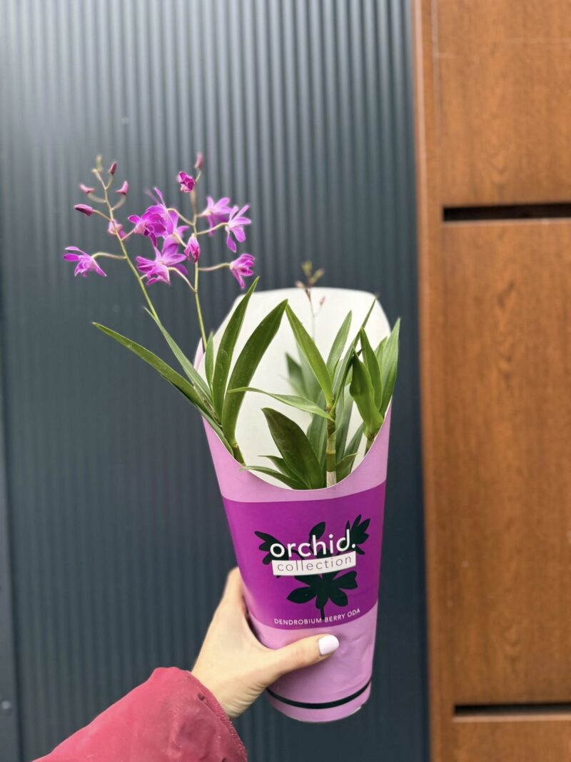 Dendrobium ‘Berry Oda’ | Storczyk Dendrobium ‘Berry Oda’ | Storczyk