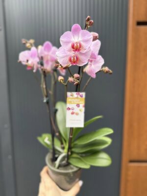 Phalaenopsis ‘Candy’ | Storczyk przekwitnięty