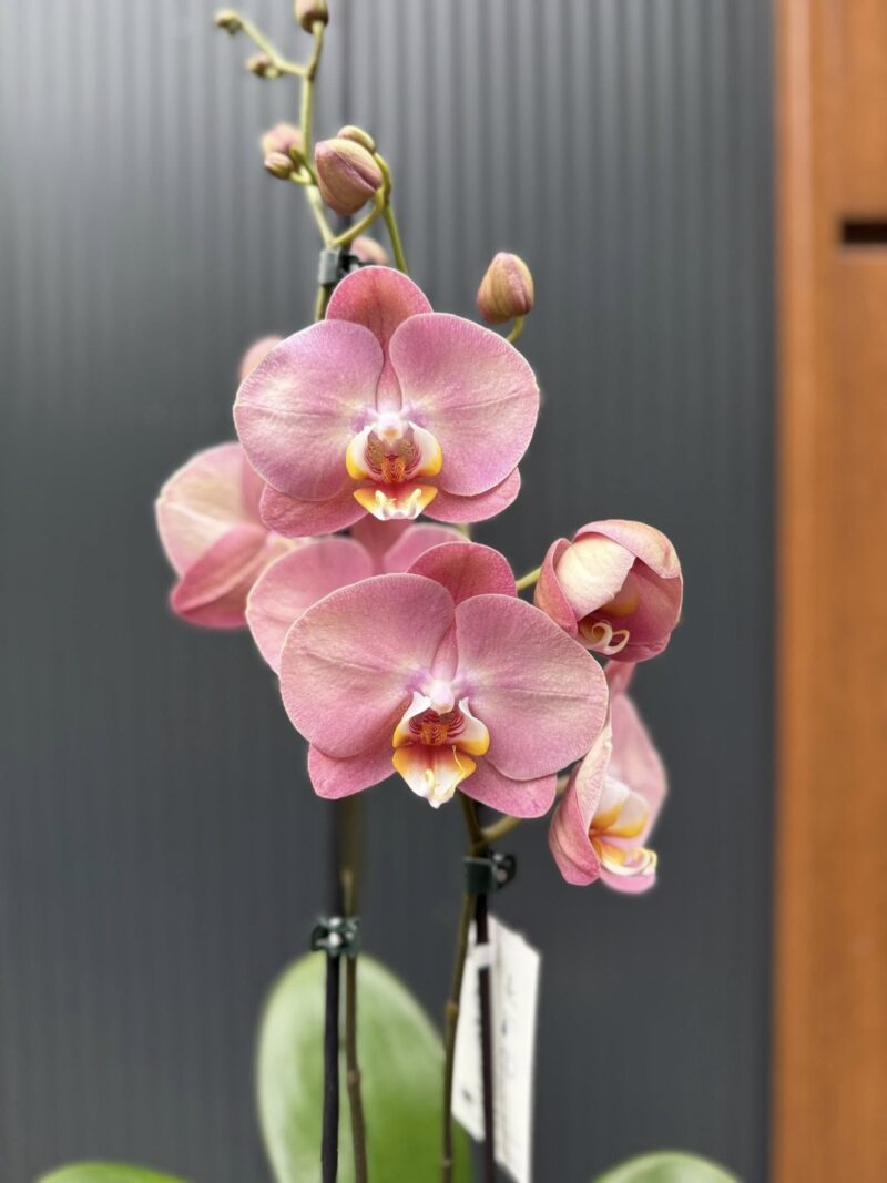 Phalaenopsis Astrid | Storczyk Phalaenopsis Astrid | Storczyk