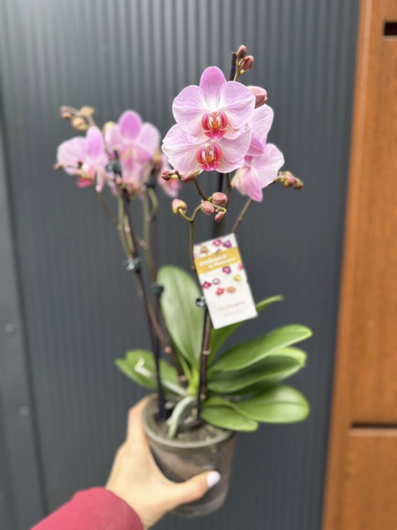 Phalaenopsis ‘Candy’ | Storczyk przekwitnięty