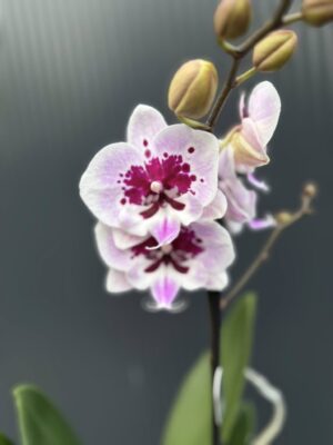Phalaenopsis Lioulin Hot Lip | Storczyk przekwita