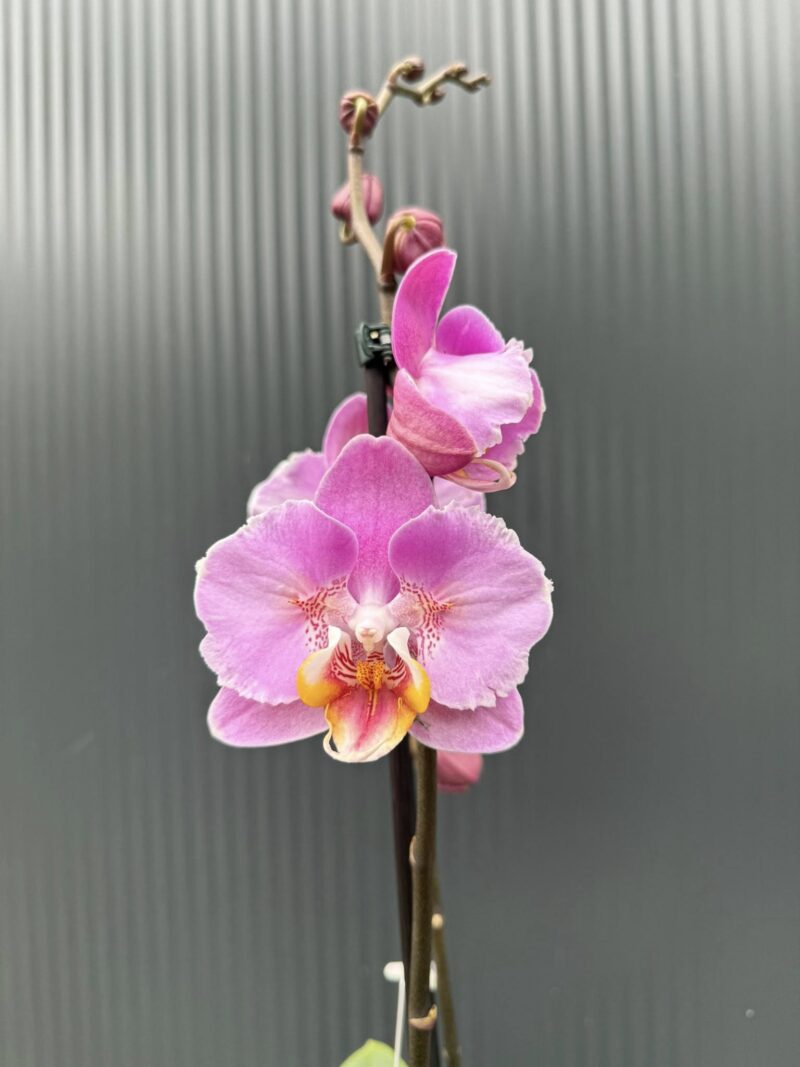 Phalaenopsis Cadillac Peloric | Storczyk przekwitający