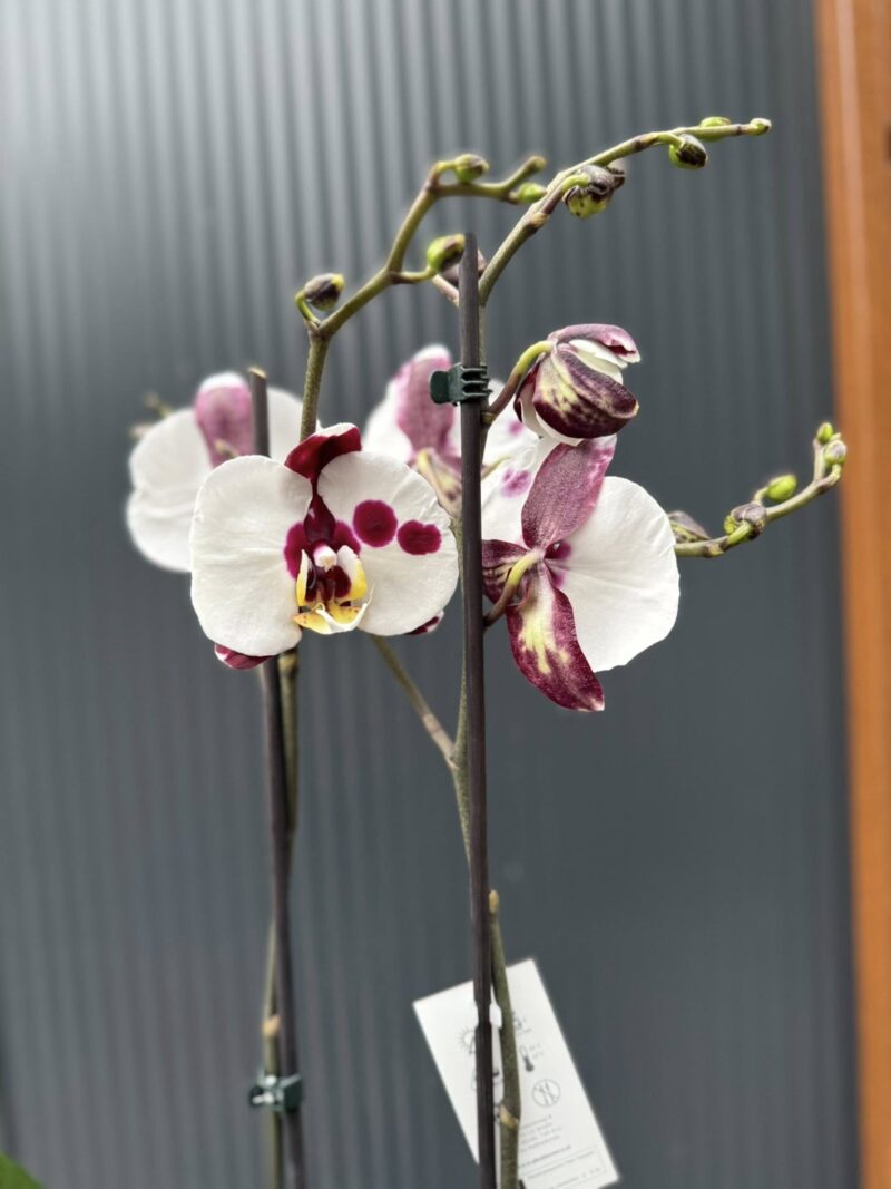 Phalaenopsis Polka Dot | Storczyk przekwitnięty