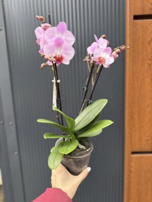 Phalaenopsis ‘Candy’ | Storczyk przekwitnięty