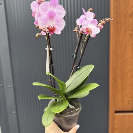 Phalaenopsis ‘Candy’ | Storczyk przekwitnięty