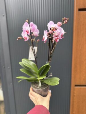 Phalaenopsis ‘Candy’ | Storczyk przekwitnięty