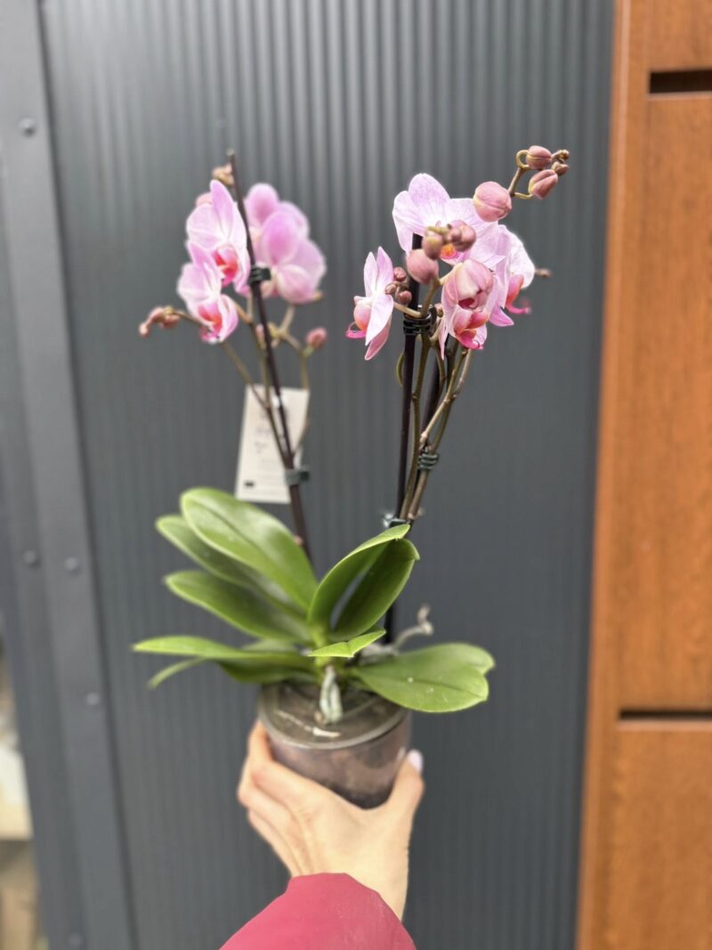 Phalaenopsis ‘Candy’ | Storczyk przekwitnięty