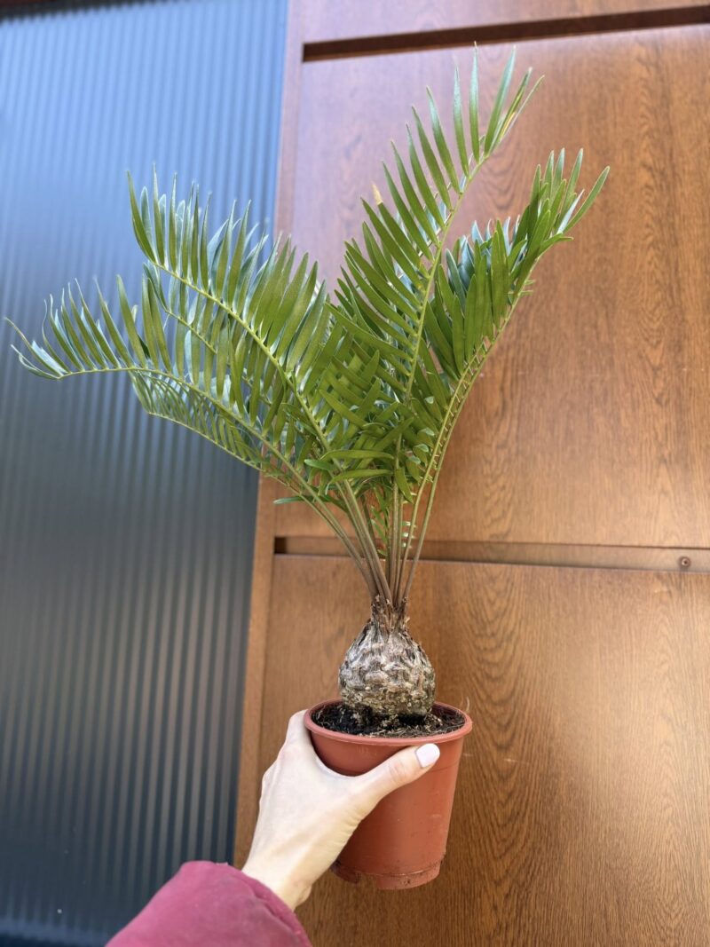 Zamia | Sagowiec