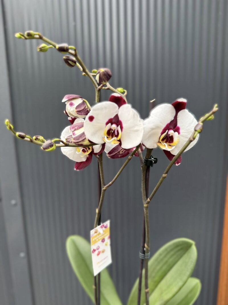 Phalaenopsis Polka Dot | Storczyk przekwitnięty