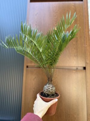 Zamia | Sagowiec