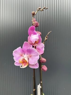Phalaenopsis Cadillac Peloric | Storczyk przekwitający