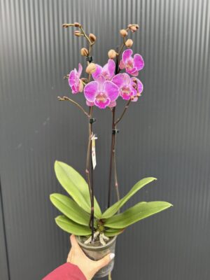 Phalaenopsis Royal Smile | Storczyk przekwitnięty