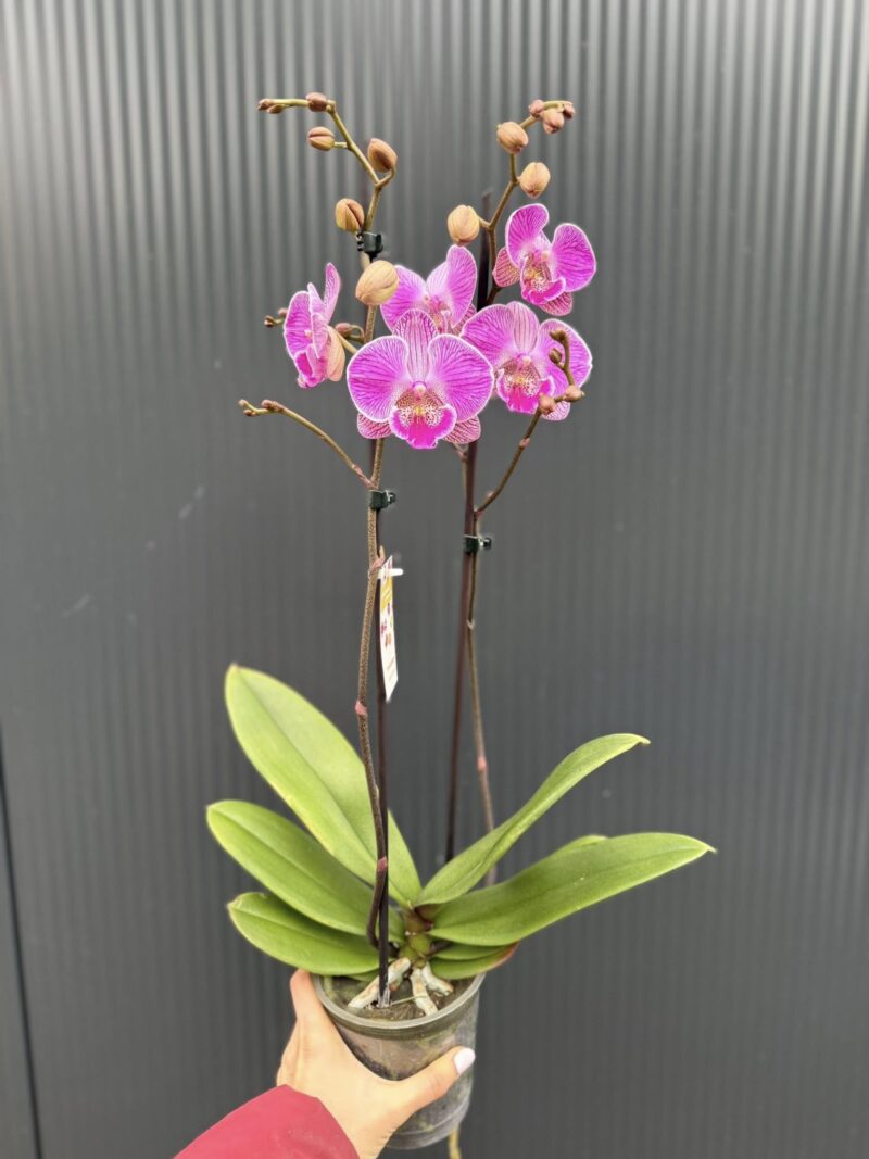 Phalaenopsis Royal Smile | Storczyk przekwitnięty