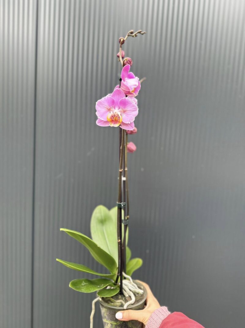 Phalaenopsis Cadillac Peloric | Storczyk przekwitający