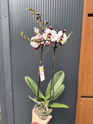 Phalaenopsis Polka Dot | Storczyk przekwitnięty