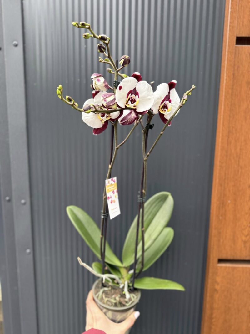 Phalaenopsis Polka Dot | Storczyk przekwitnięty