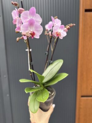 Phalaenopsis ‘Candy’ | Storczyk przekwitnięty