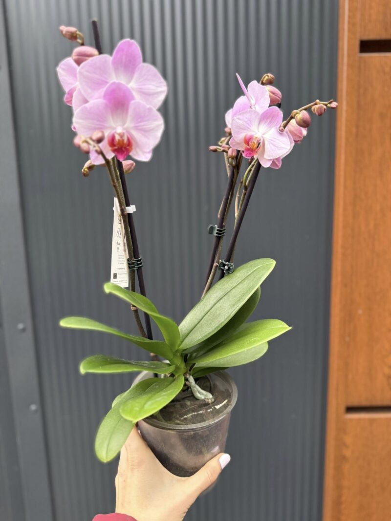 Phalaenopsis ‘Candy’ | Storczyk przekwitnięty