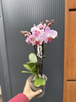 Phalaenopsis ‘Candy’ | Storczyk przekwitnięty
