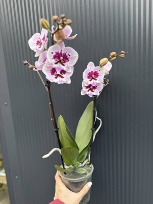 Phalaenopsis Lioulin Hot Lip | Storczyk przekwita