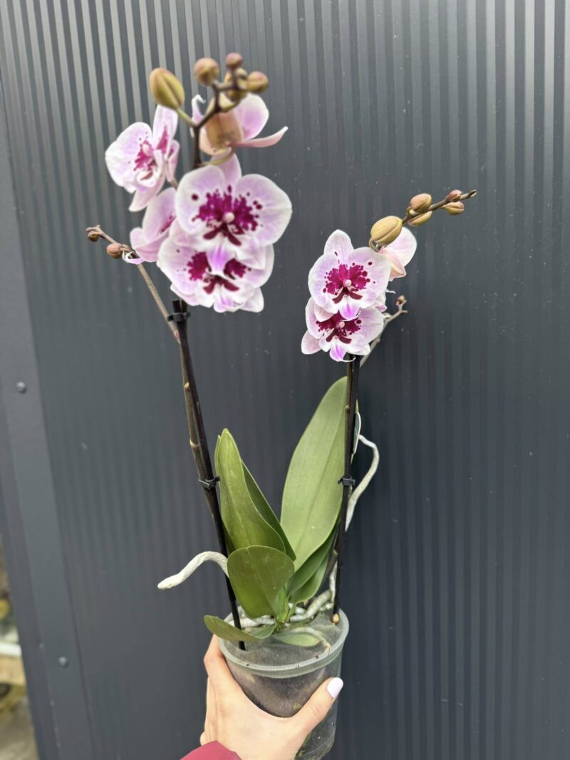 Phalaenopsis Lioulin Hot Lip | Storczyk przekwita