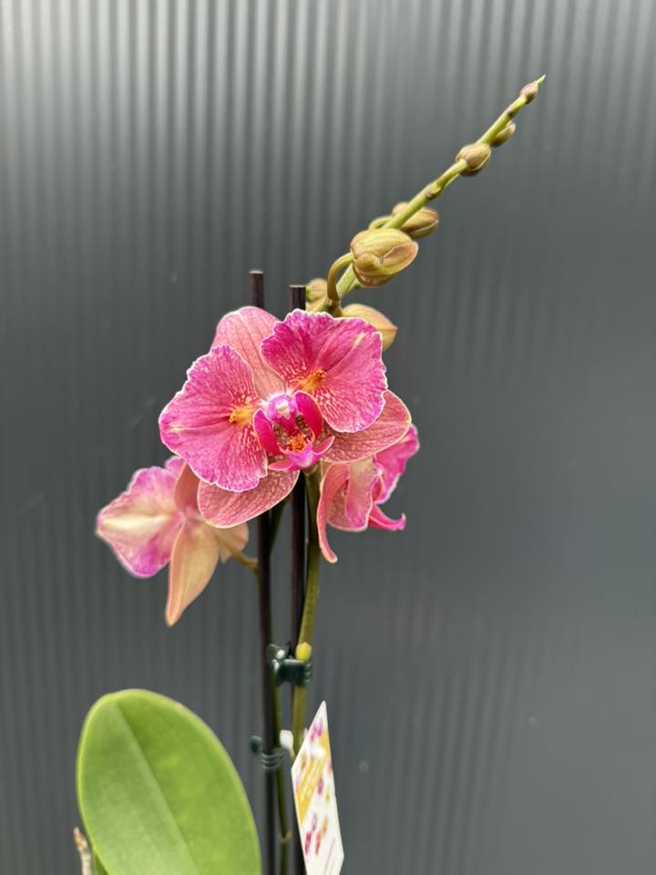 Phalaenopsis ‘Pirate Picotee Red Peloric’ | Storczyk Phalaenopsis ‘Pirate Picotee Red Peloric’ | Storczyk