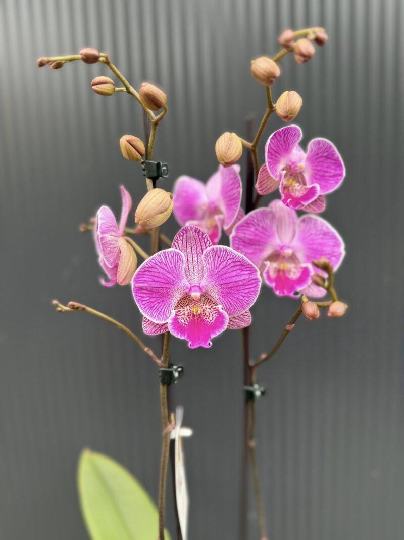 Phalaenopsis Royal Smile | Storczyk przekwitnięty